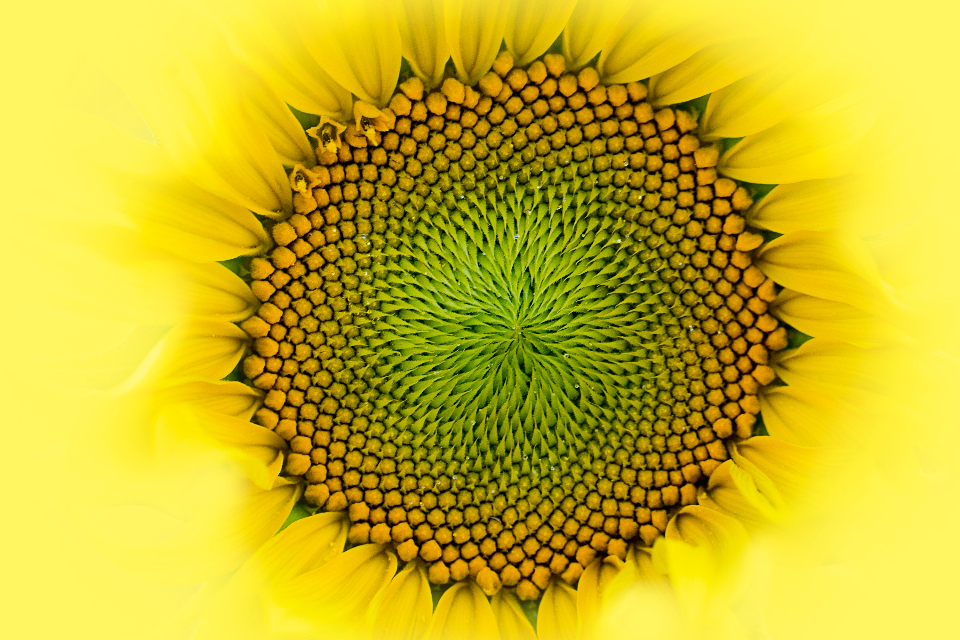 Sunflower Macro
