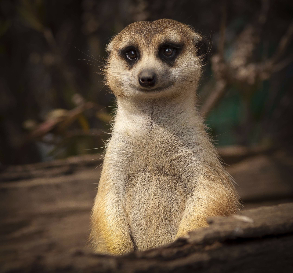 Meerkat Cute