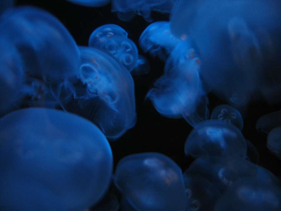 Jellyfish Blue