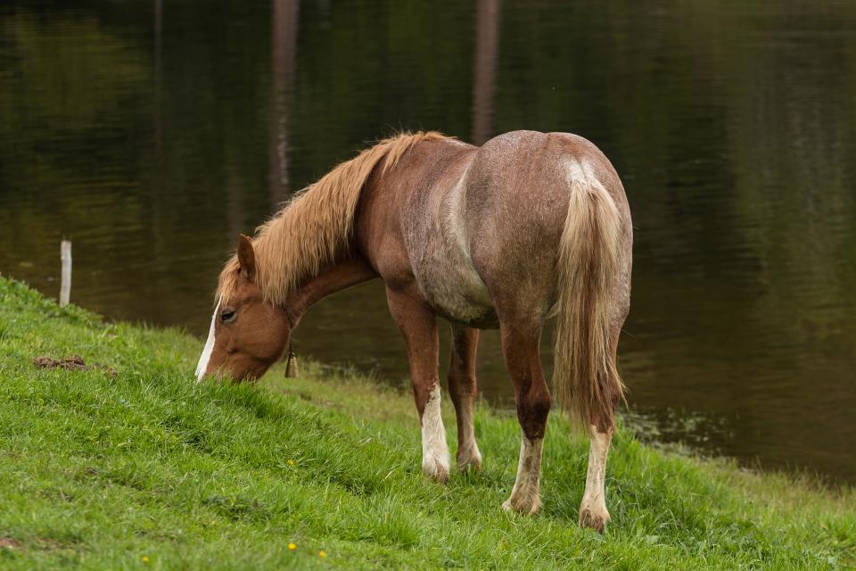 Horse Animal