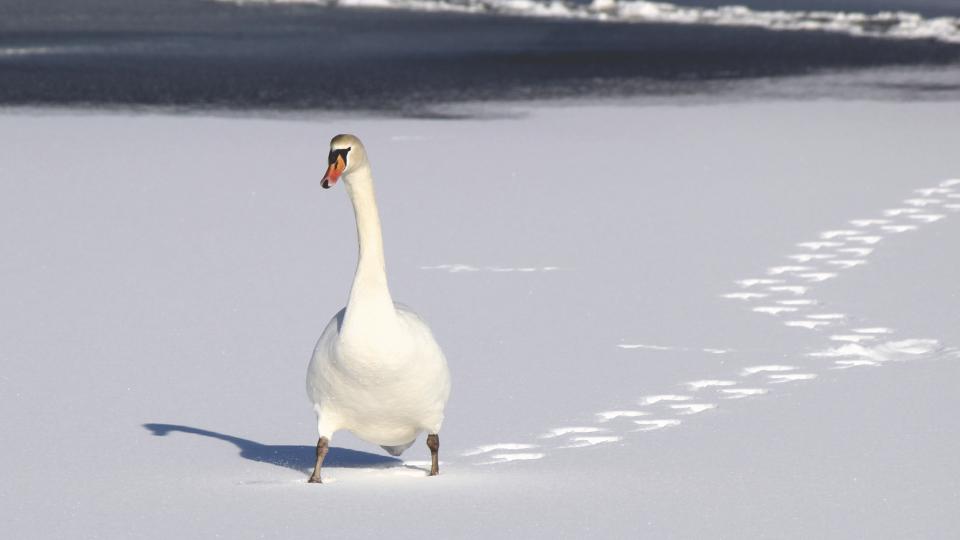 Swan Duck