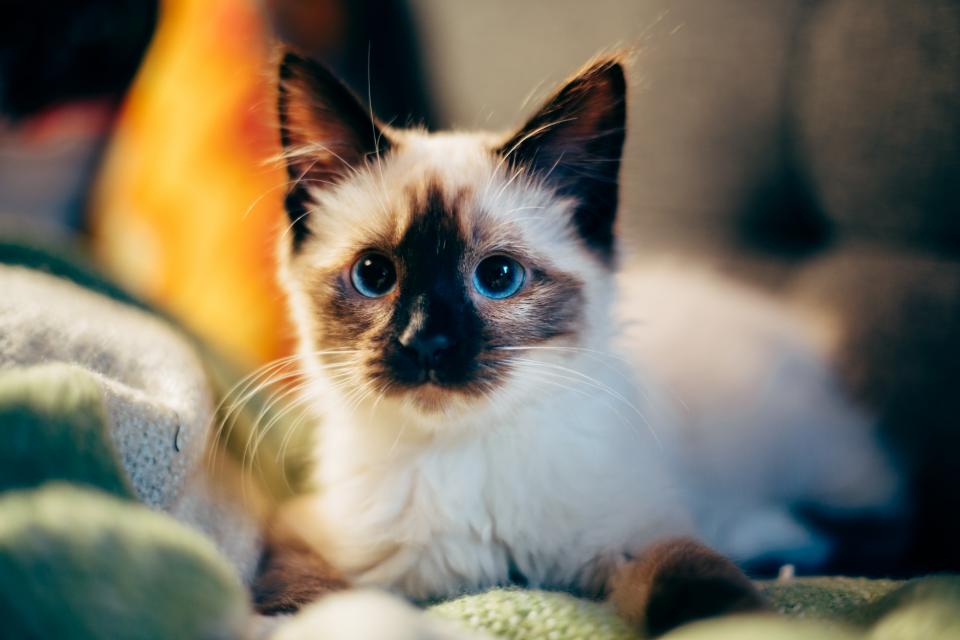 Cat Kitten