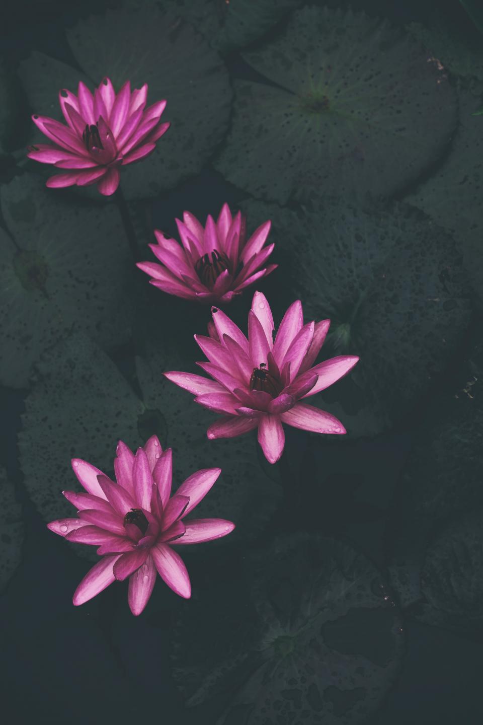 Waterlily Plants