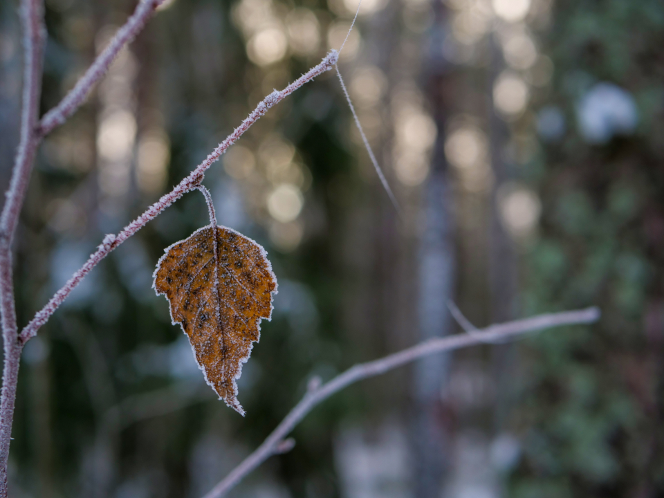 Frost Leaf
