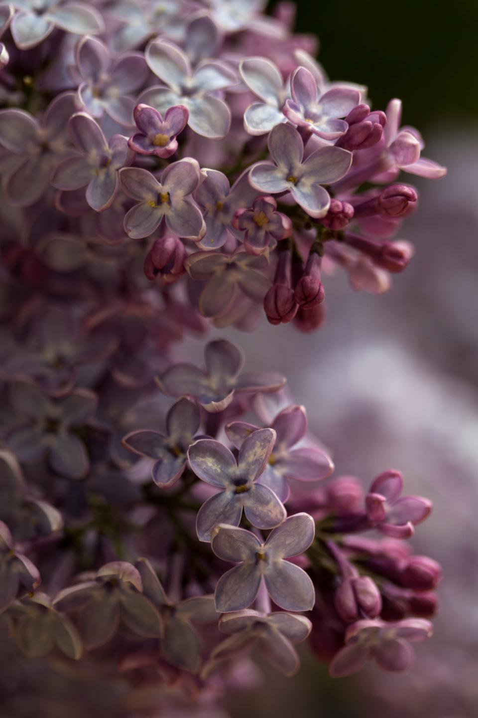 Flowers Lilac