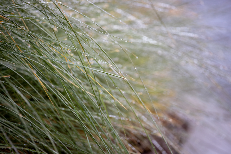 Grass Dew