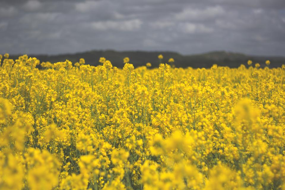 Field Yellow
