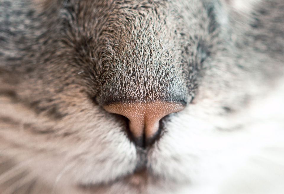Closeup Cat