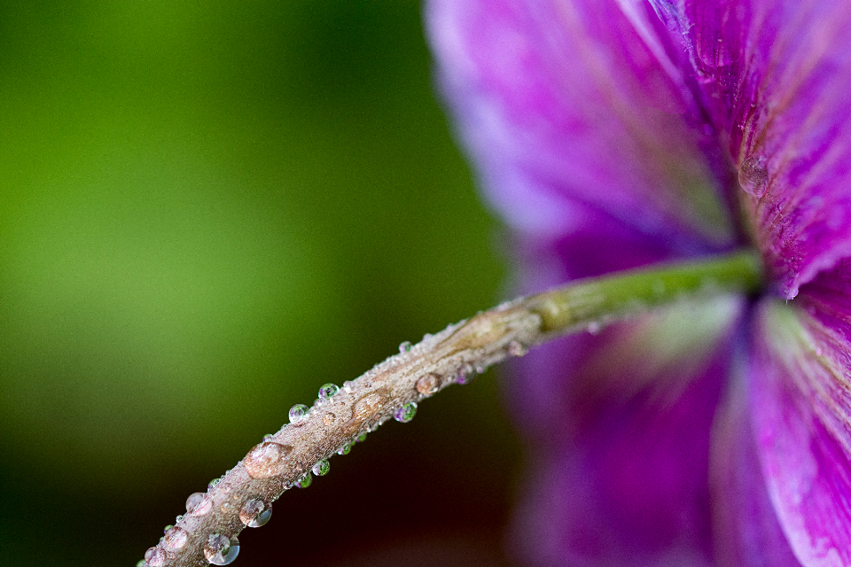 Flower Drops