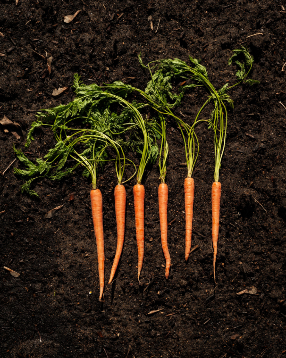 Carrots Soil