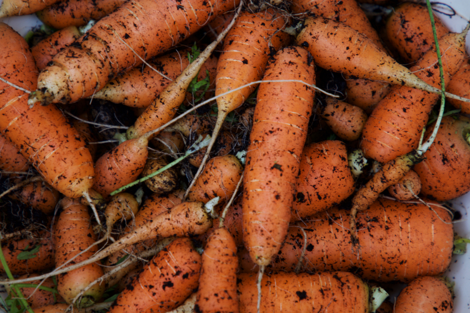 Carrots Soil