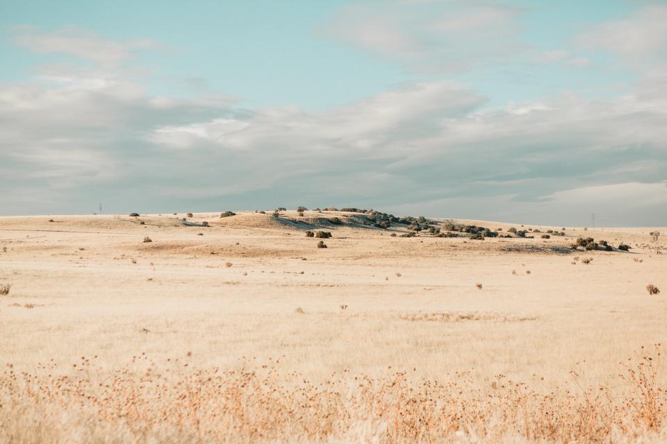 Field Dry