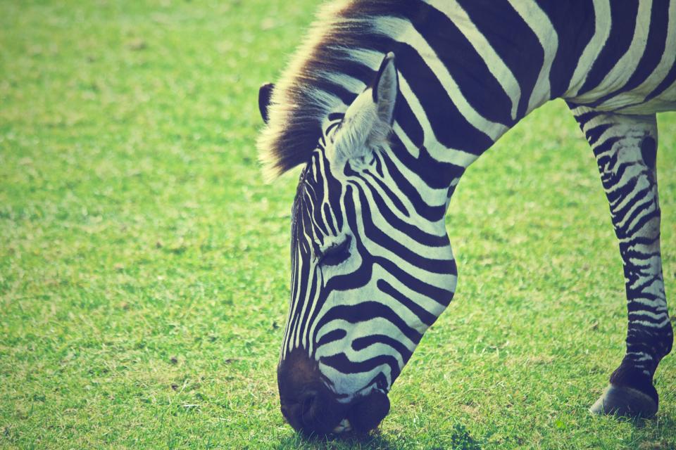 Zebra Animal
