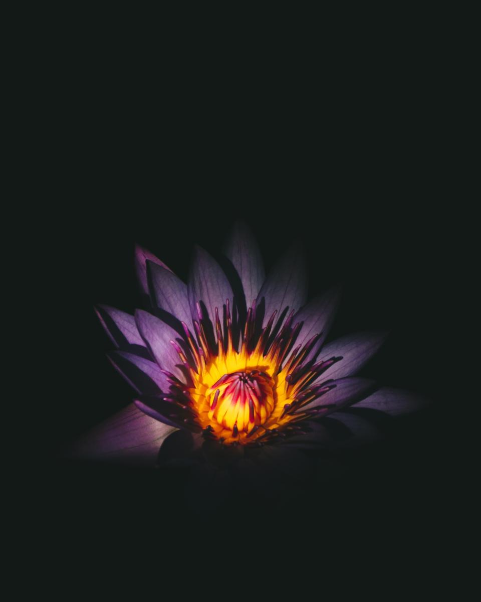 Flower Light