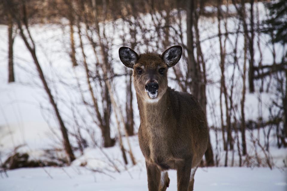 Deer Animal