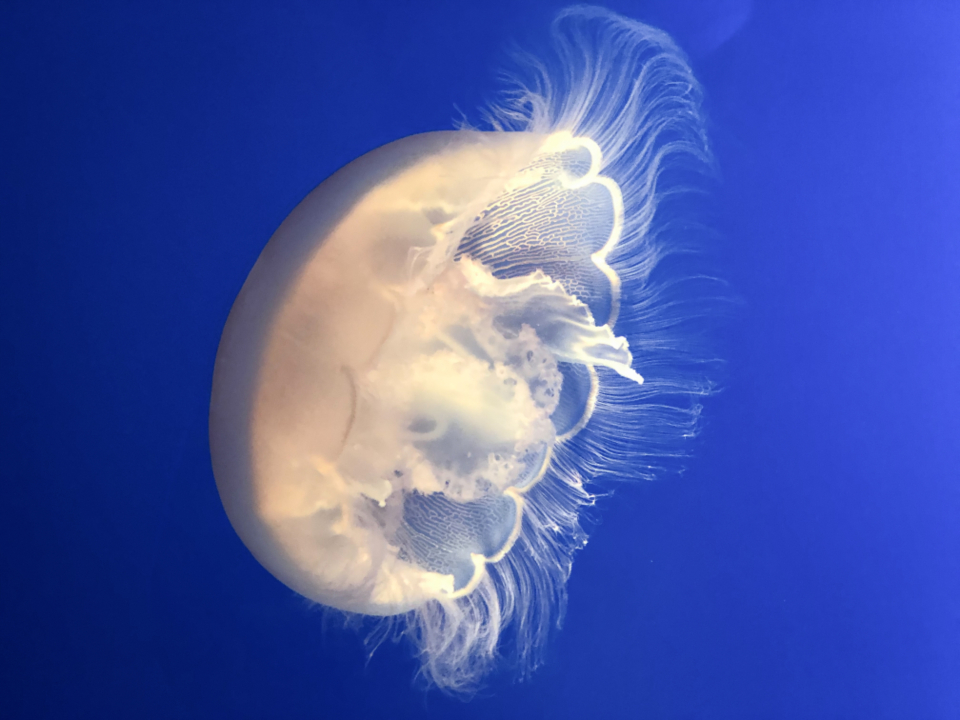 Jellyfish Water