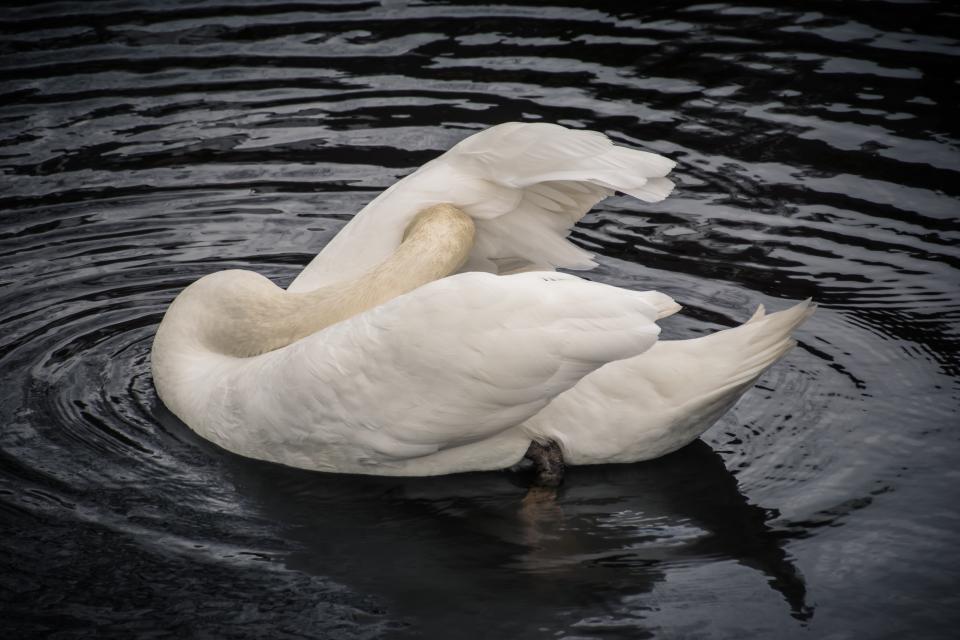 Duck Swan