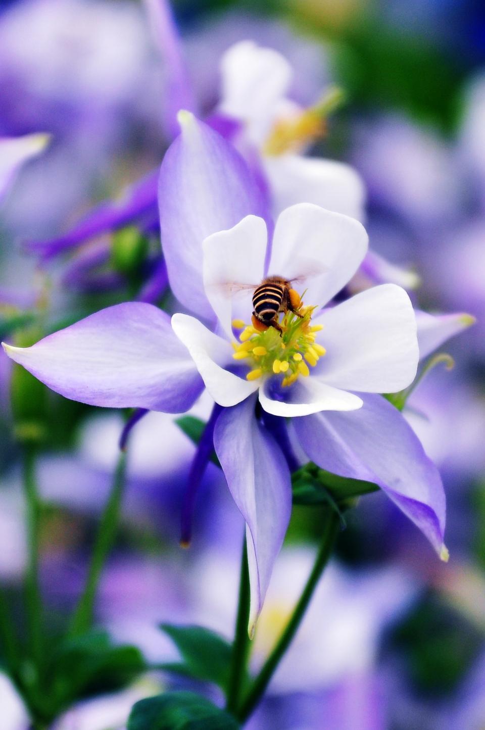 Flower Bee