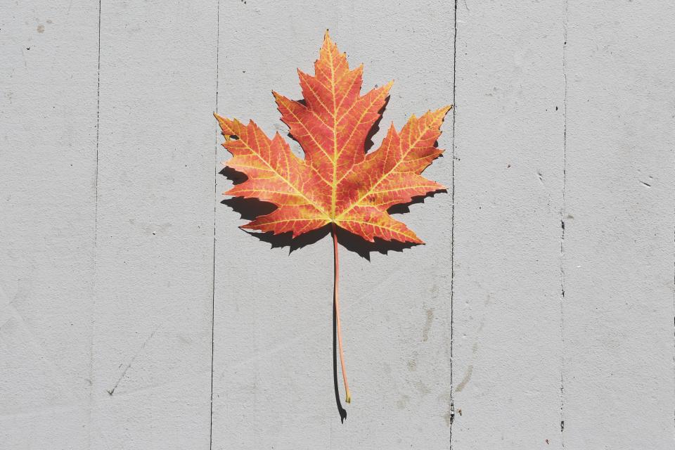 Maple Leaf Fall