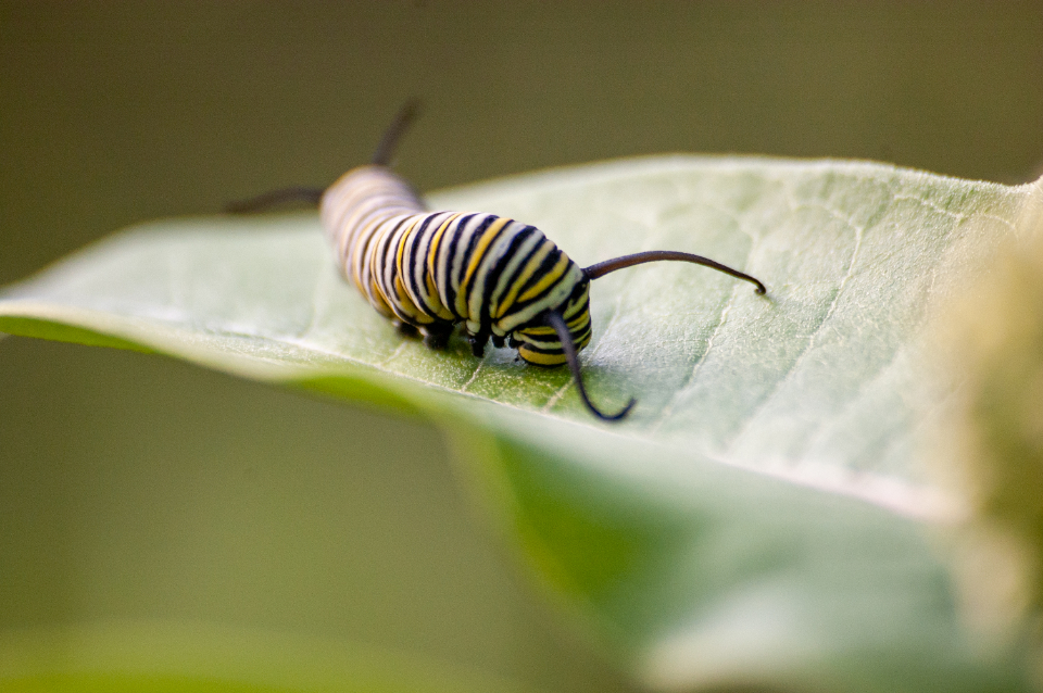 Insect Caterpillar