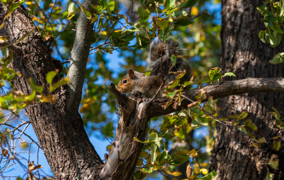 Squirrel Nature