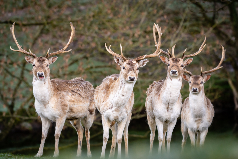 Deers Nature