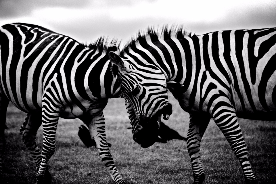 Zebra Clash