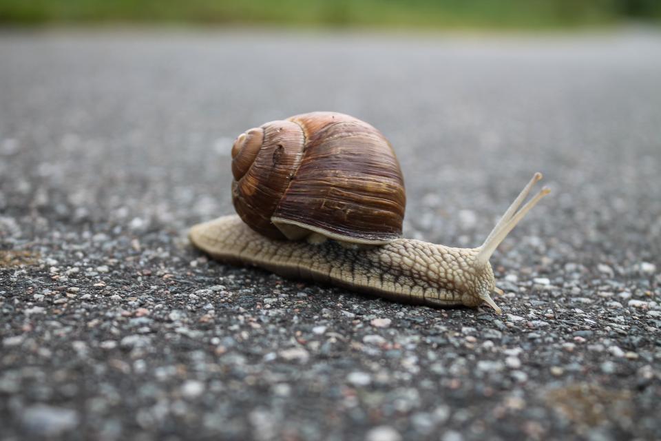 Snail Nature