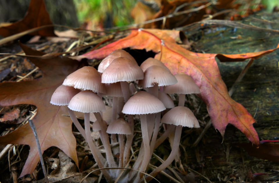 Mushroom Fungus