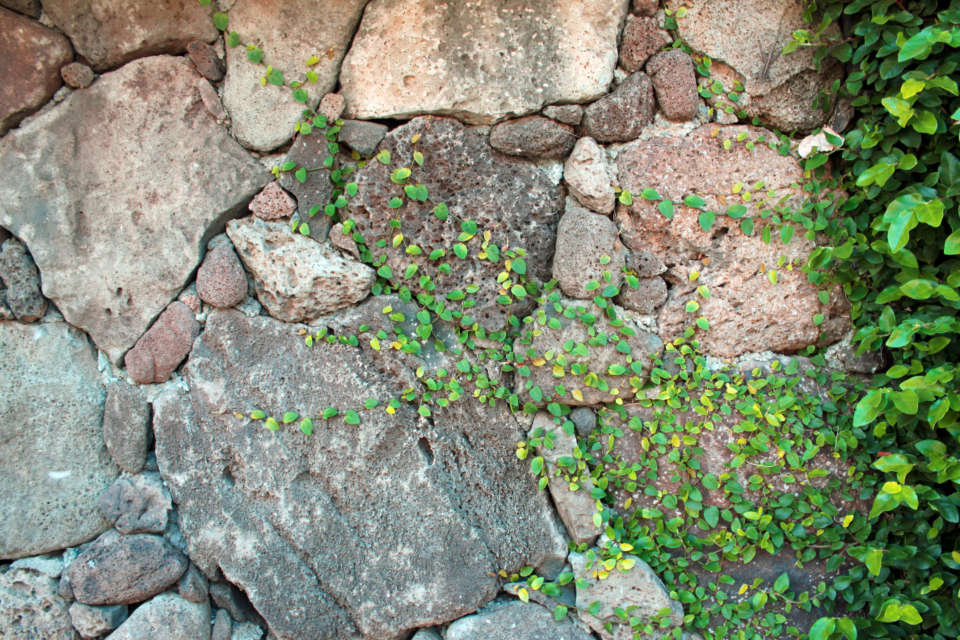 Stone Wall Ivy