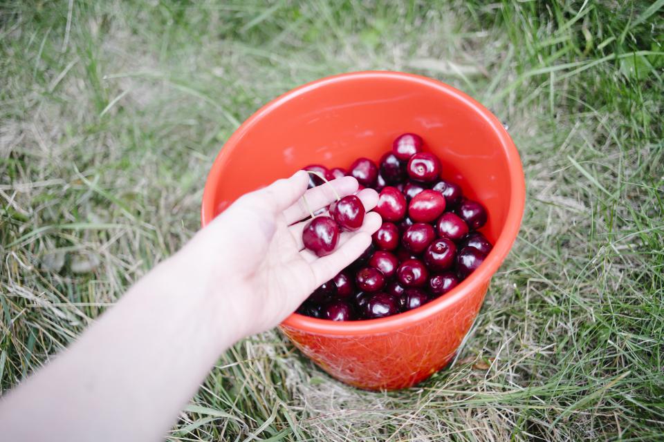 Cherries Bucket