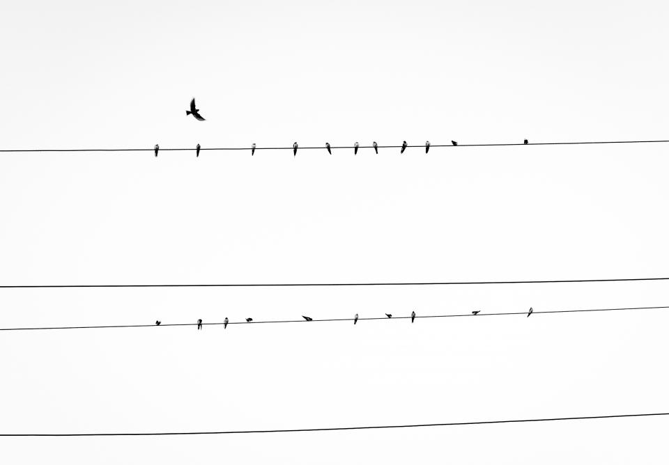 Birds Power Lines