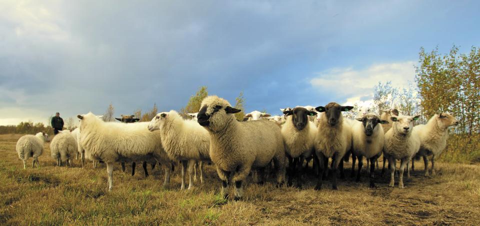 Animals Sheep