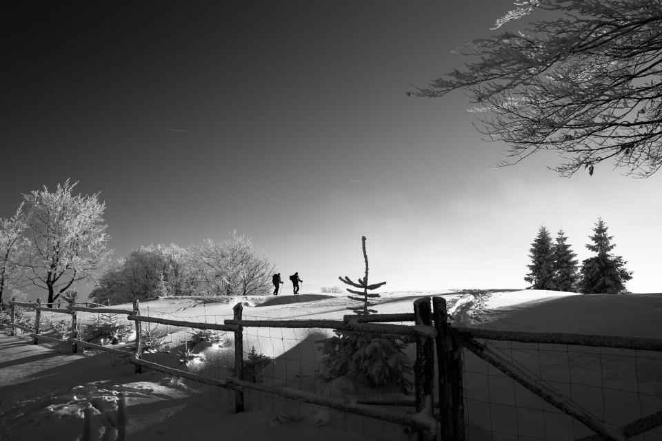 Fence Snow