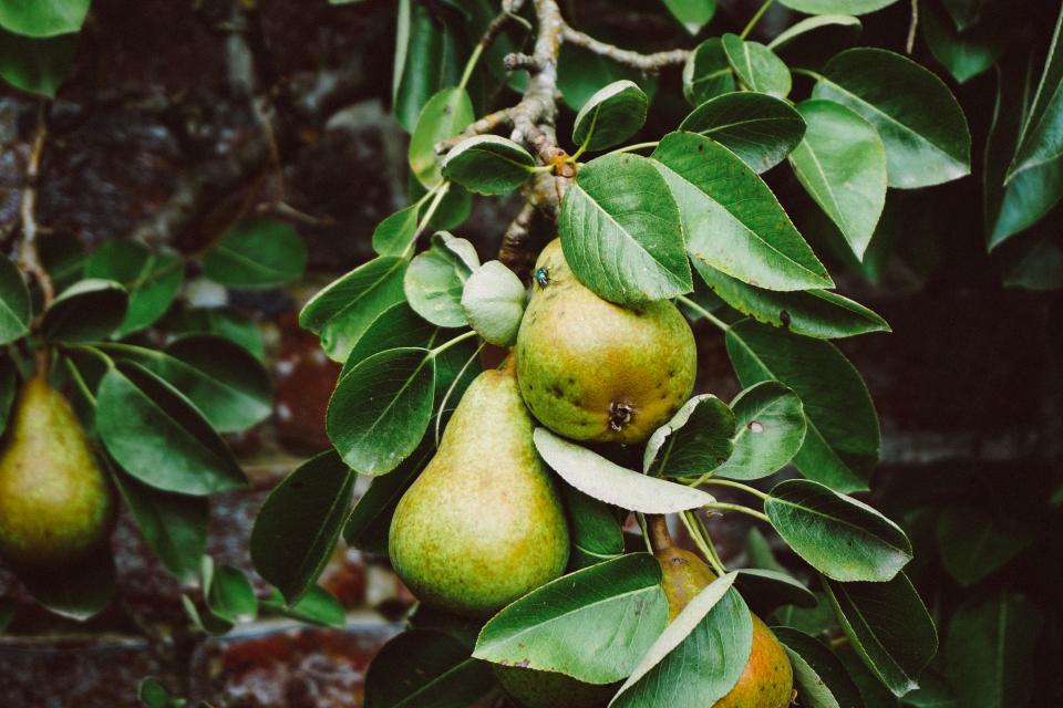 Tree Pears