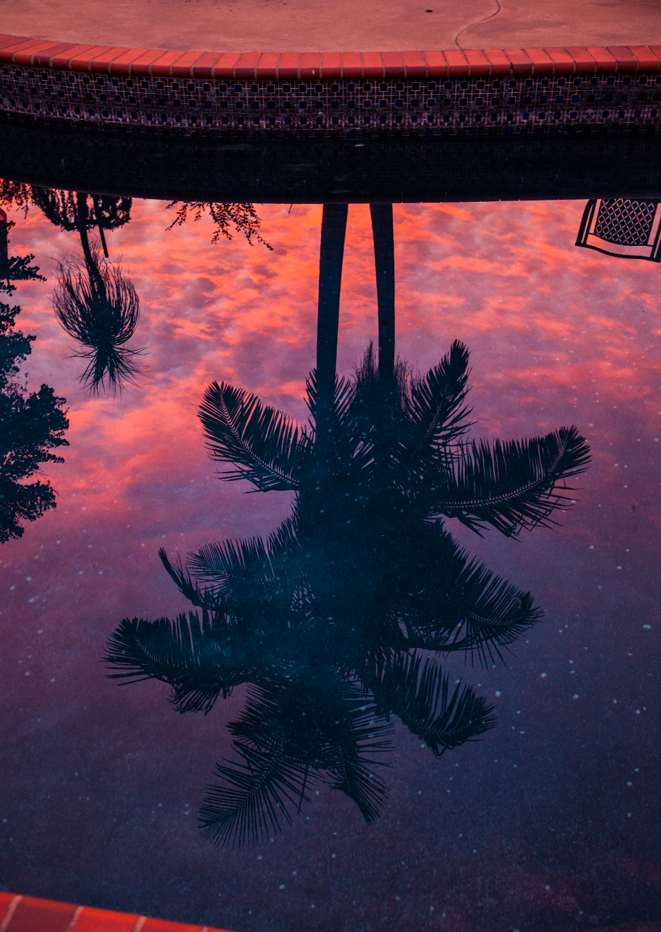 Palm Tree Reflection