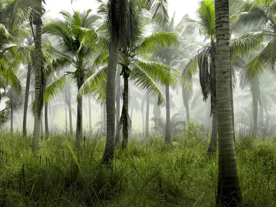 Palm Trees Jungle