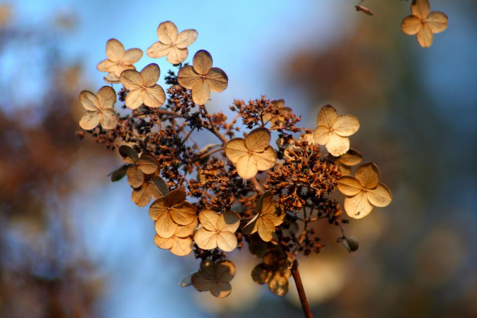 Hydrangea Autumn