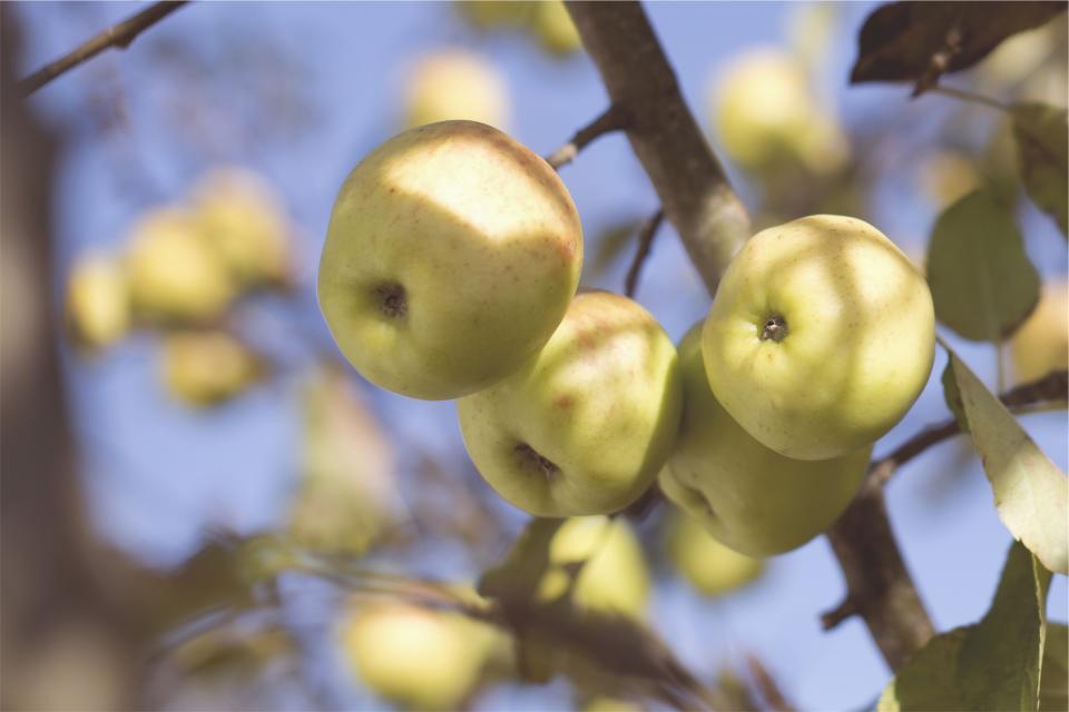 Apples Fruits