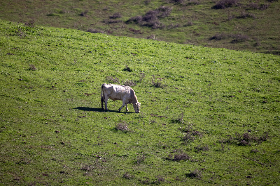 Cow Field
