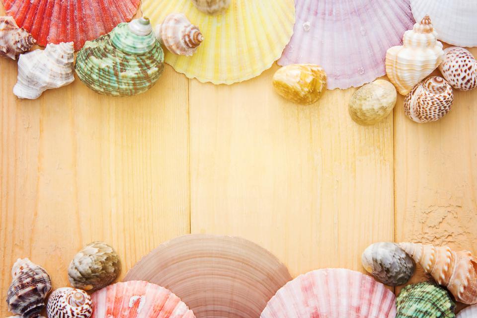 Colorful Shell