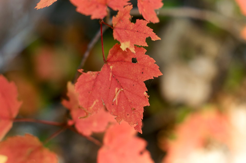 Fall Leaf