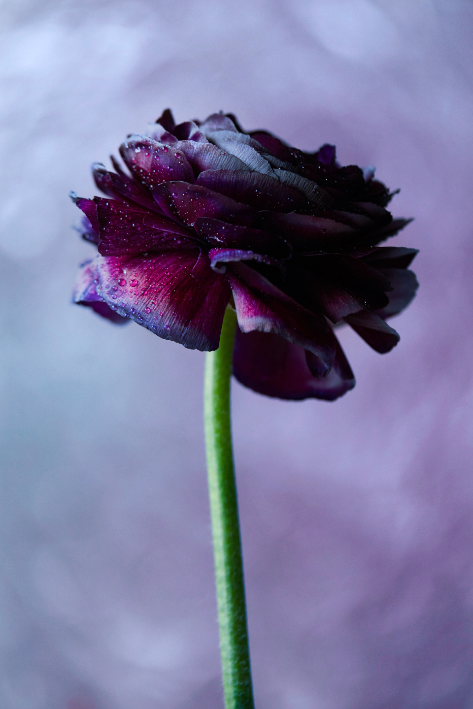 Purple Blossom