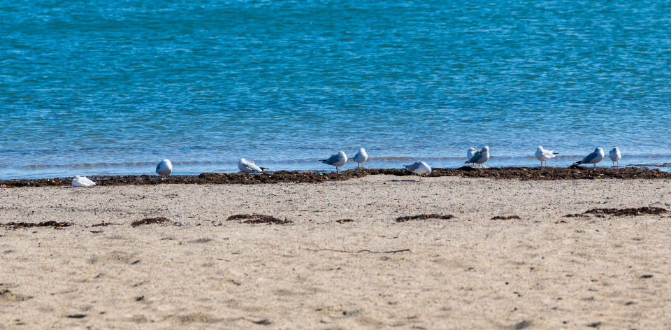 Seagulls Beach