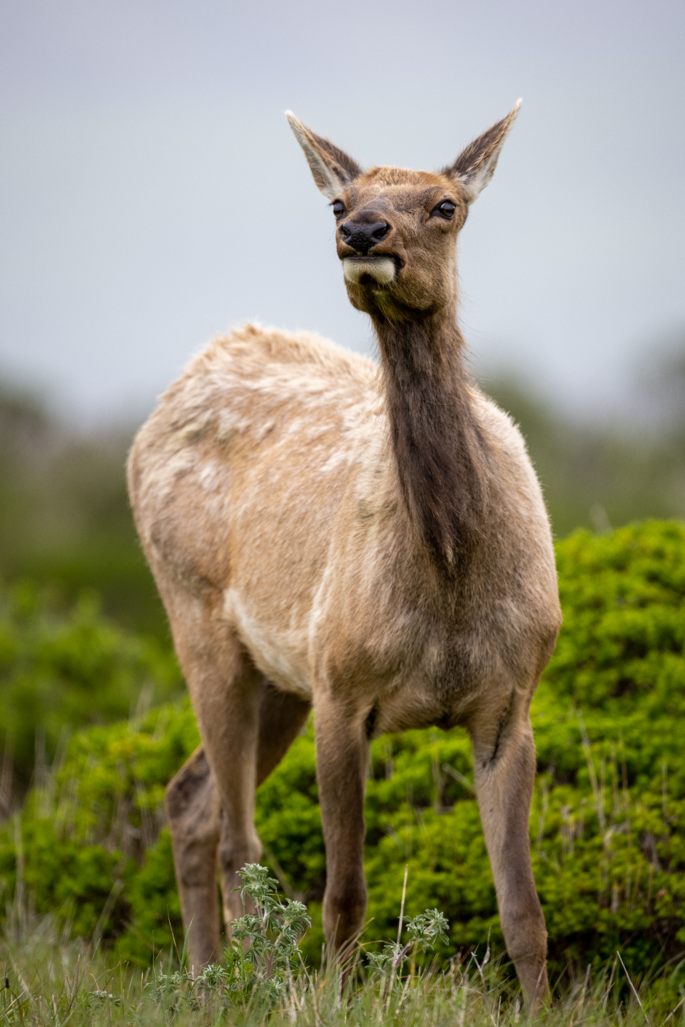 Animal Elk