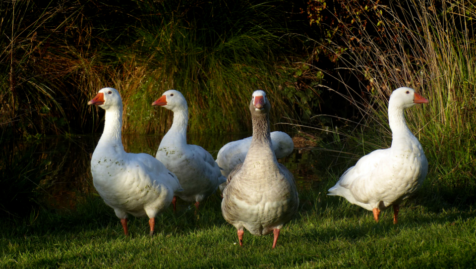 Goose Flock