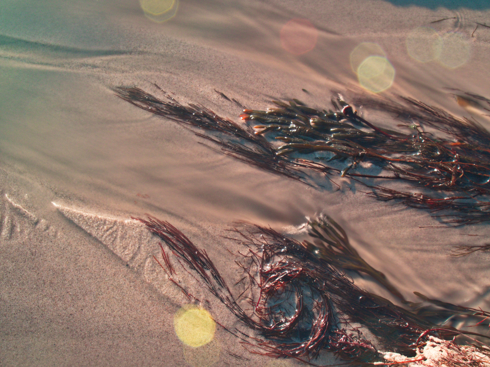 Seaweed Sand