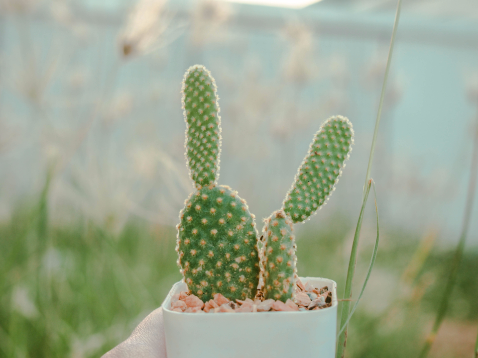 Garden Cactus