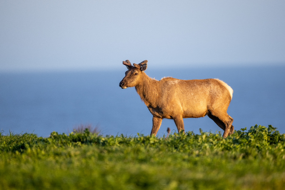 Mammal Elk