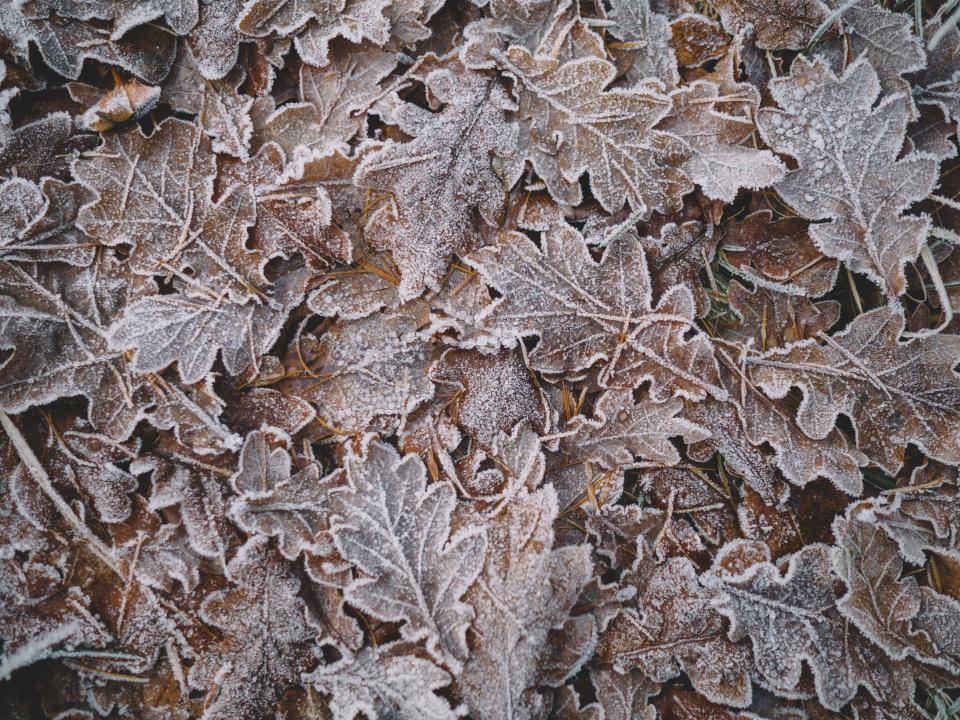 Leaf Snow